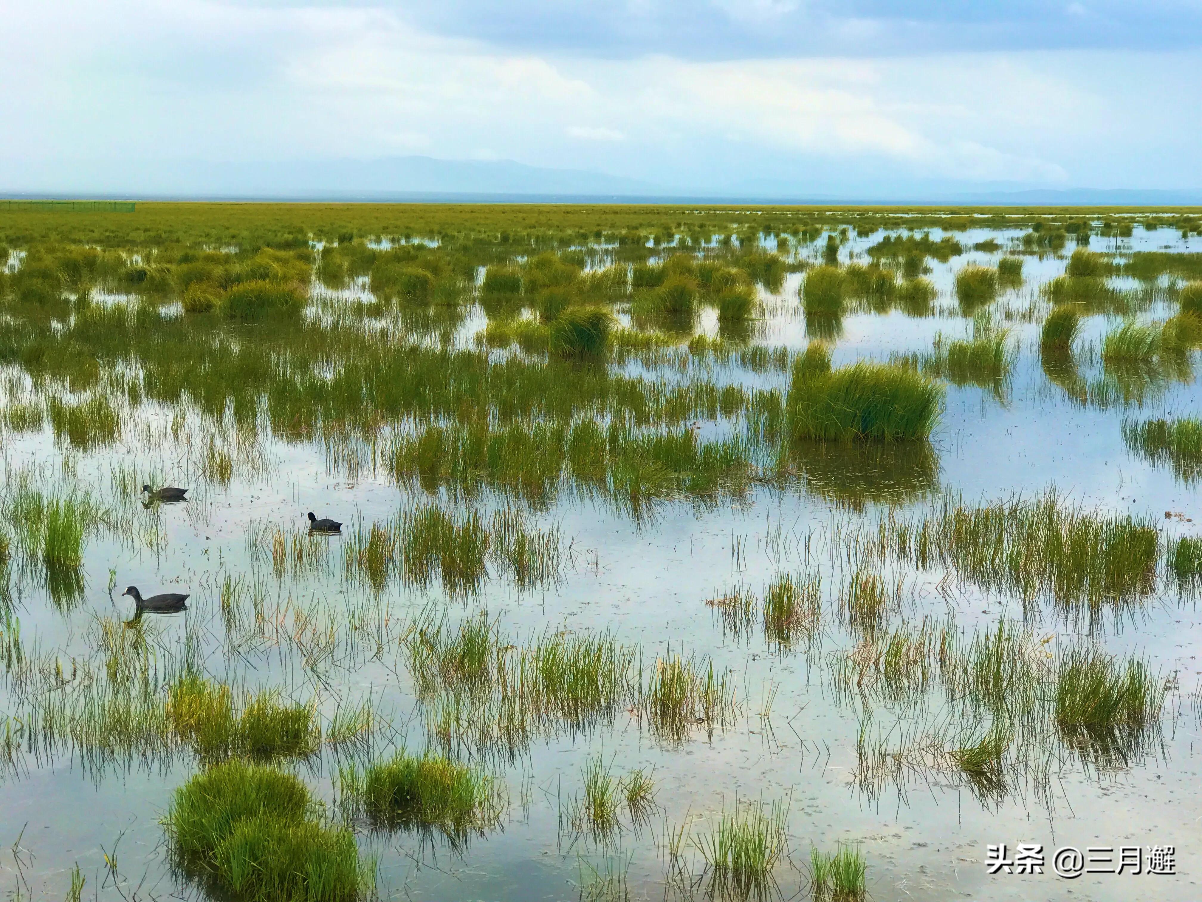 下雨天的若尔盖能去吗,阴雨天的若尔盖花湖