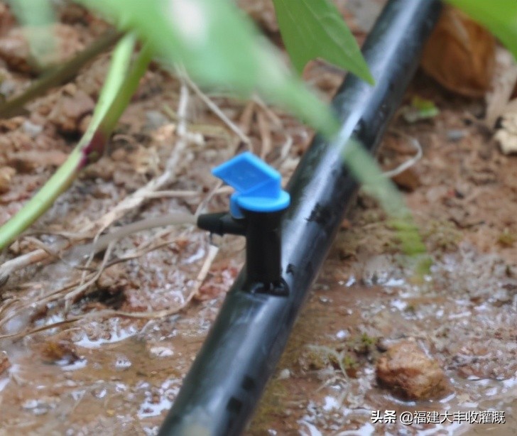 微喷注意事项,微喷带怎么使用