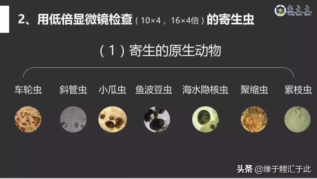 锦鲤感染车轮虫图片,锦鲤小瓜虫治疗最好办法