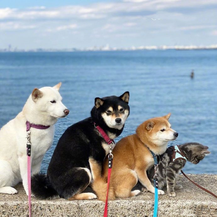 女子买了一只猫咪，和3只狗狗放在一起养，竟发现它逐渐狗化了