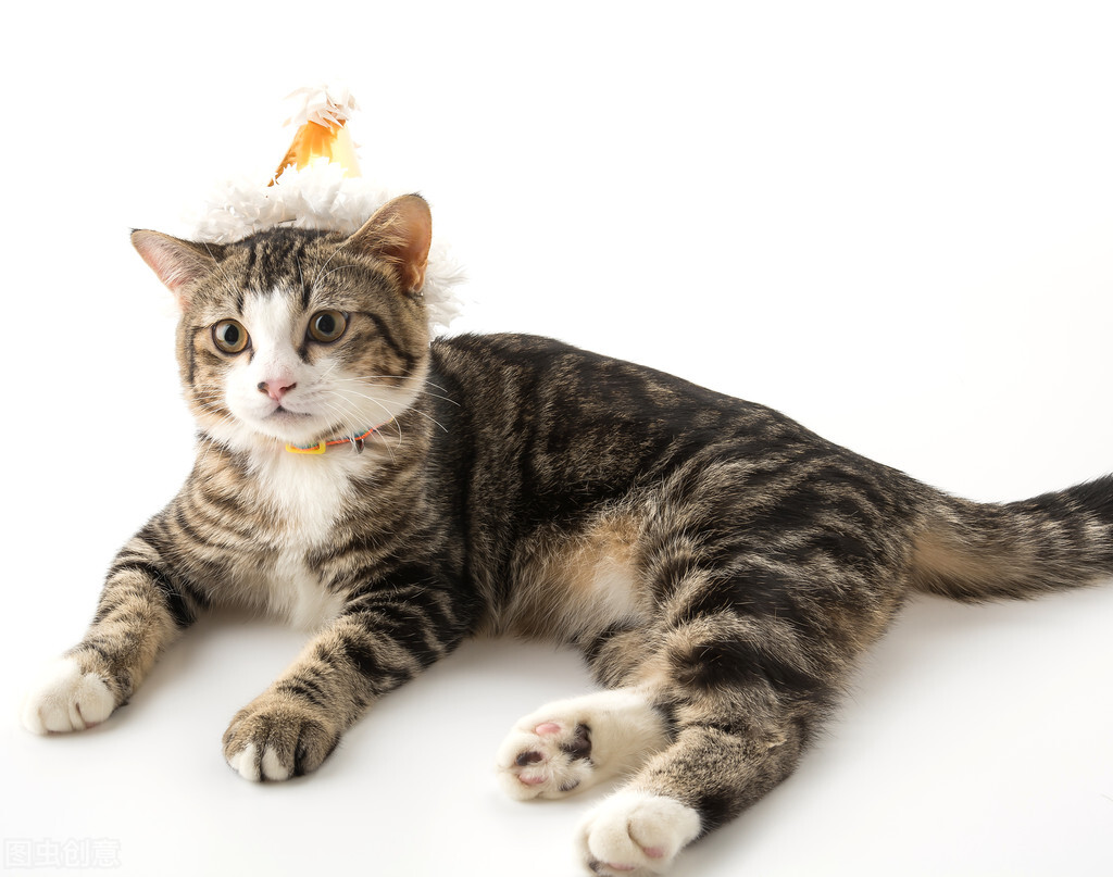 小学英语教学论文视频,绘本教学方法的创新途径探讨论文