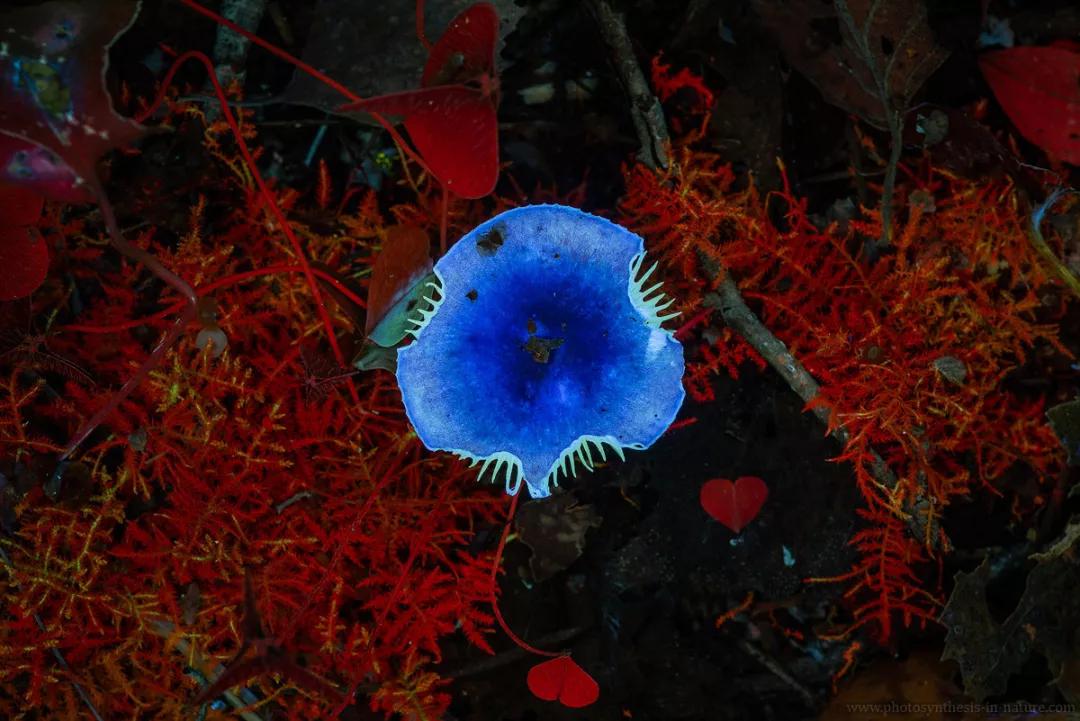 紫外线外星人真的存在吗,外星生命紫外线