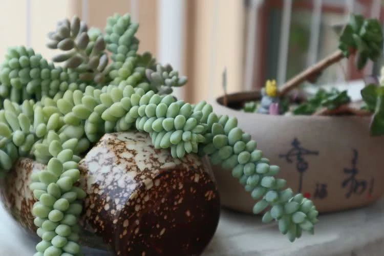 多肉名字怎么记,多肉的品种图片及名字寓意