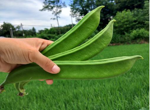 四种剧毒蔬菜,十种自带毒性的蔬菜