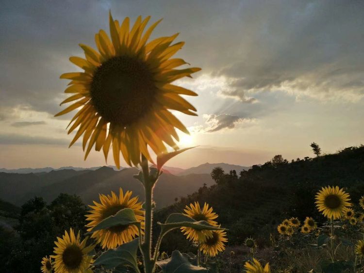 8月向日葵云海(徽州百工、黟县的朋友圈、瓷都景德镇)采风