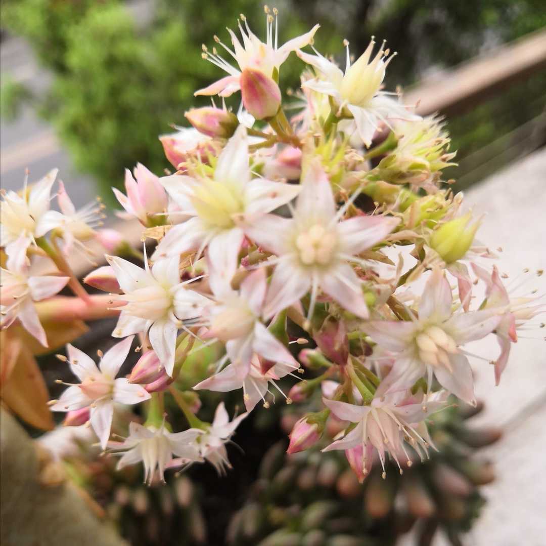 有一种花叫多肉,多肉花开视频大全