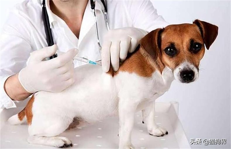 狗狗病了怎么预防传染别的狗狗,狗狗疾病防治常用药