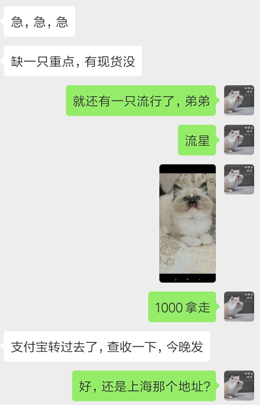 宠物猫行业前景如何,为什么宠物行业利润大