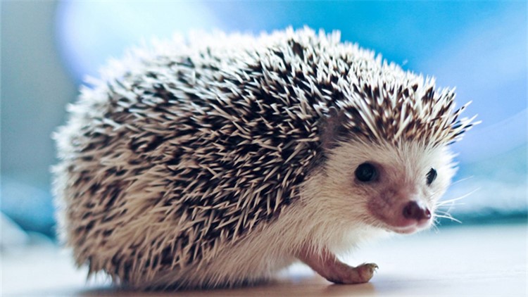 非洲迷你刺猬眼睛疾病,刺猬的症状