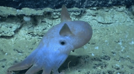 透明变异章鱼 (章鱼体内白色球状物是什么)