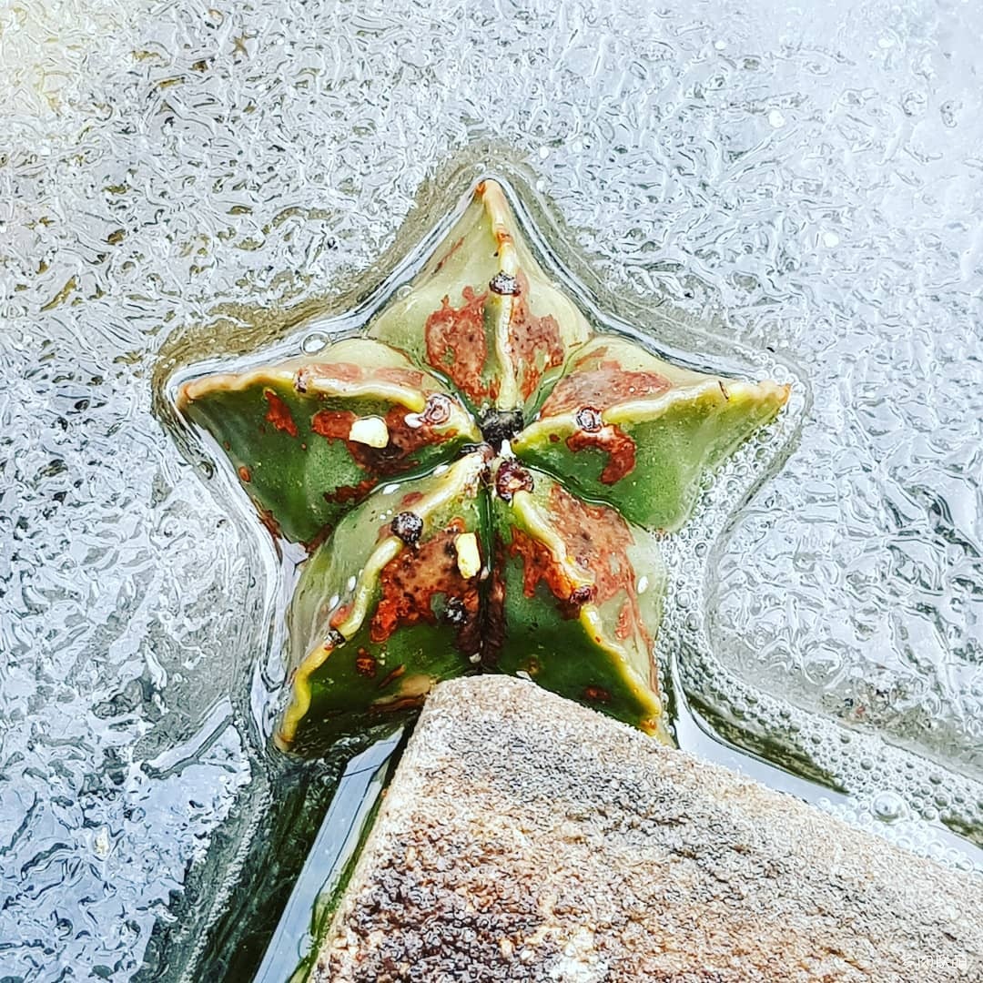 韩国大棚多肉,肉叔带你走遍韩国多肉大棚