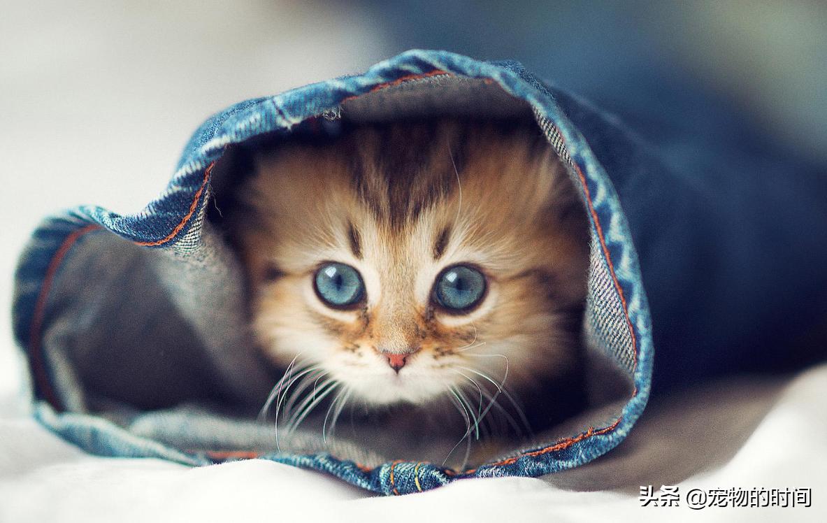 新手养猫全攻略,新手如何养猫全攻略