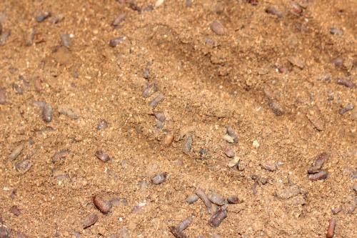 2022土鳖虫养殖有前途吗,土鳖养殖前景怎么样