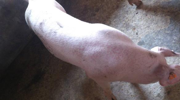 母猪常见五种疾病,母猪的常见疾病和防治方法