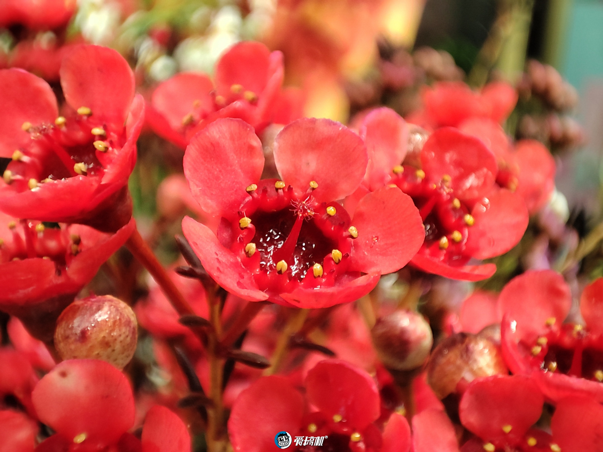 小米11全系列横评,小米11全系列测评