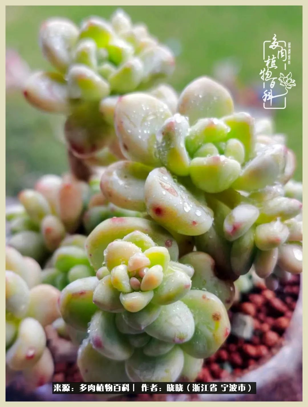 对多肉的热爱深入骨髓,当激情退却希望你依然保持热爱