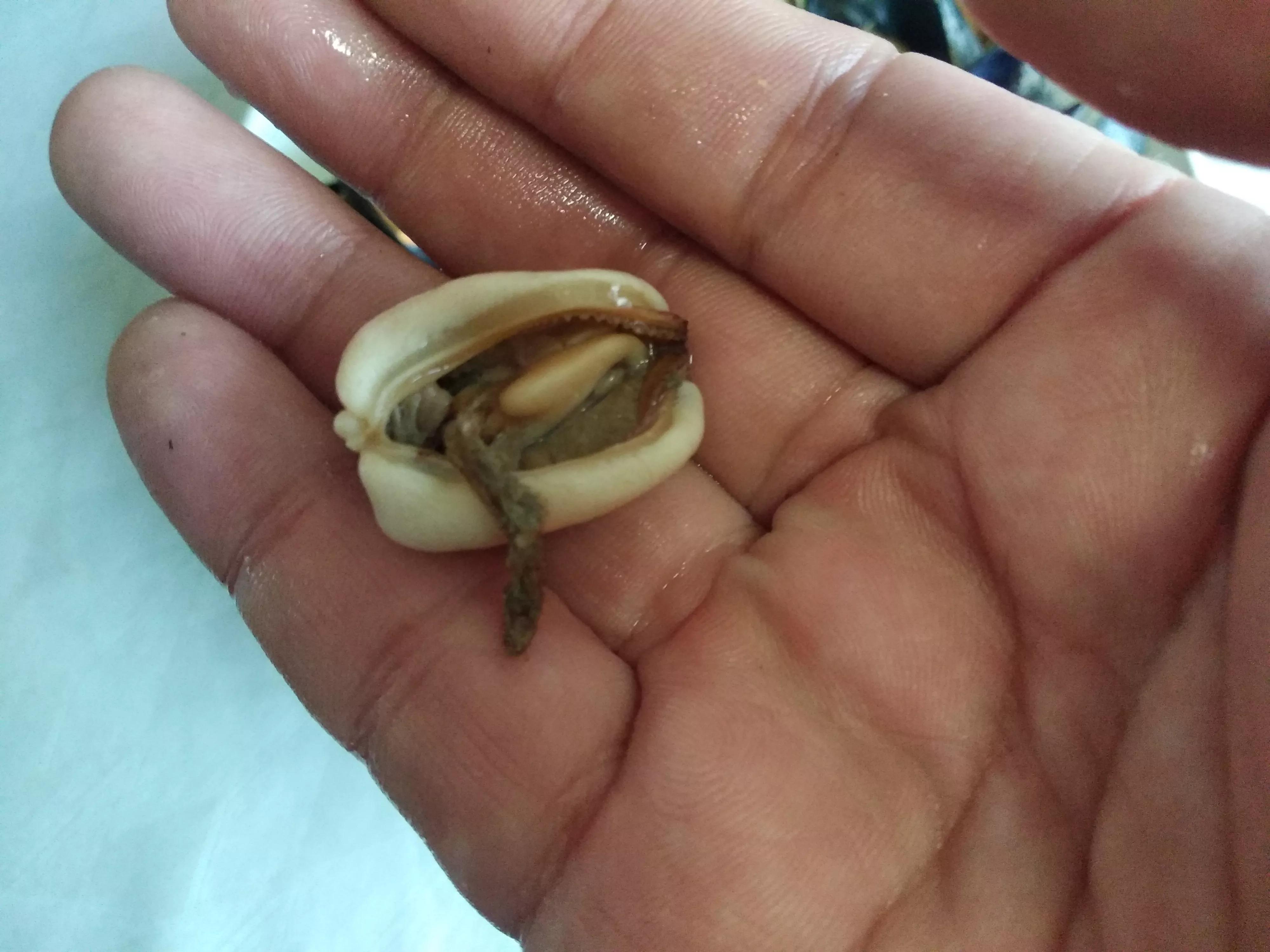 吃海虹正确方法,煮熟的海虹吃不了怎么做