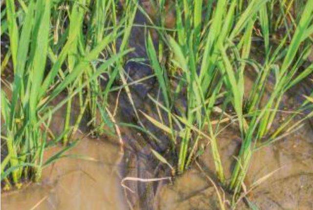 为什么农村水田的泥鳅消失了,稻田泥鳅为什么越来越少