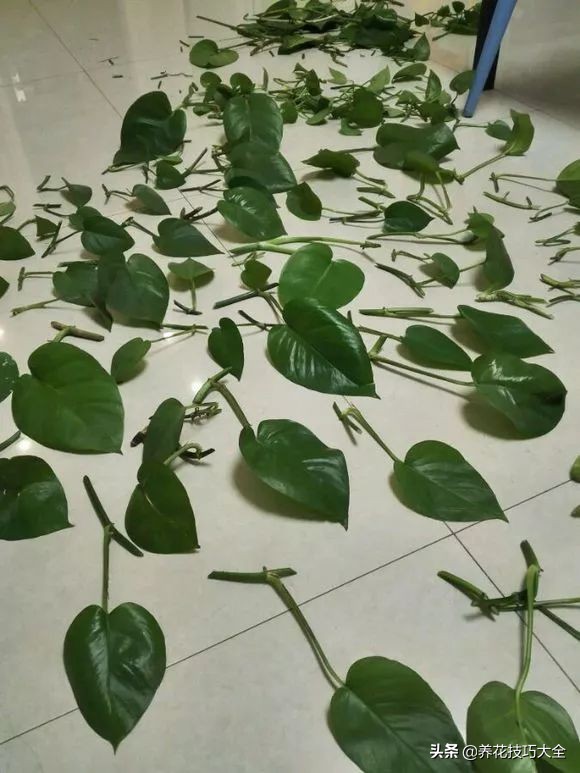 绿萝成灾的最佳方法,家里的绿萝也需要养护和管理