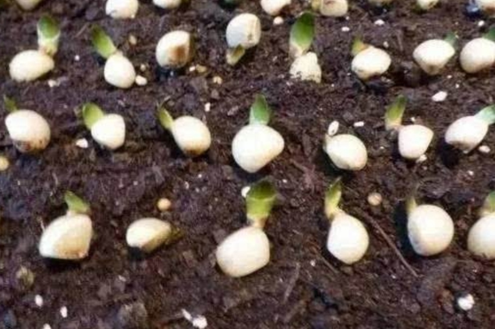 君子兰种子繁殖到开花需要几年,君子兰分株与种子繁殖有什么区别