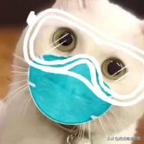 求助！我的猫以为自己是我妈怎么办？