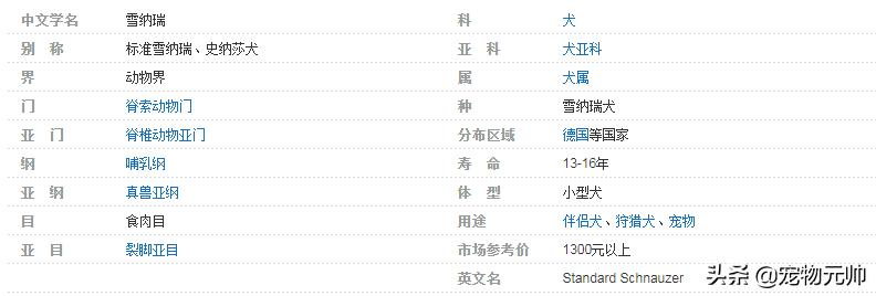 可爱的小型犬,可爱好养的小型犬