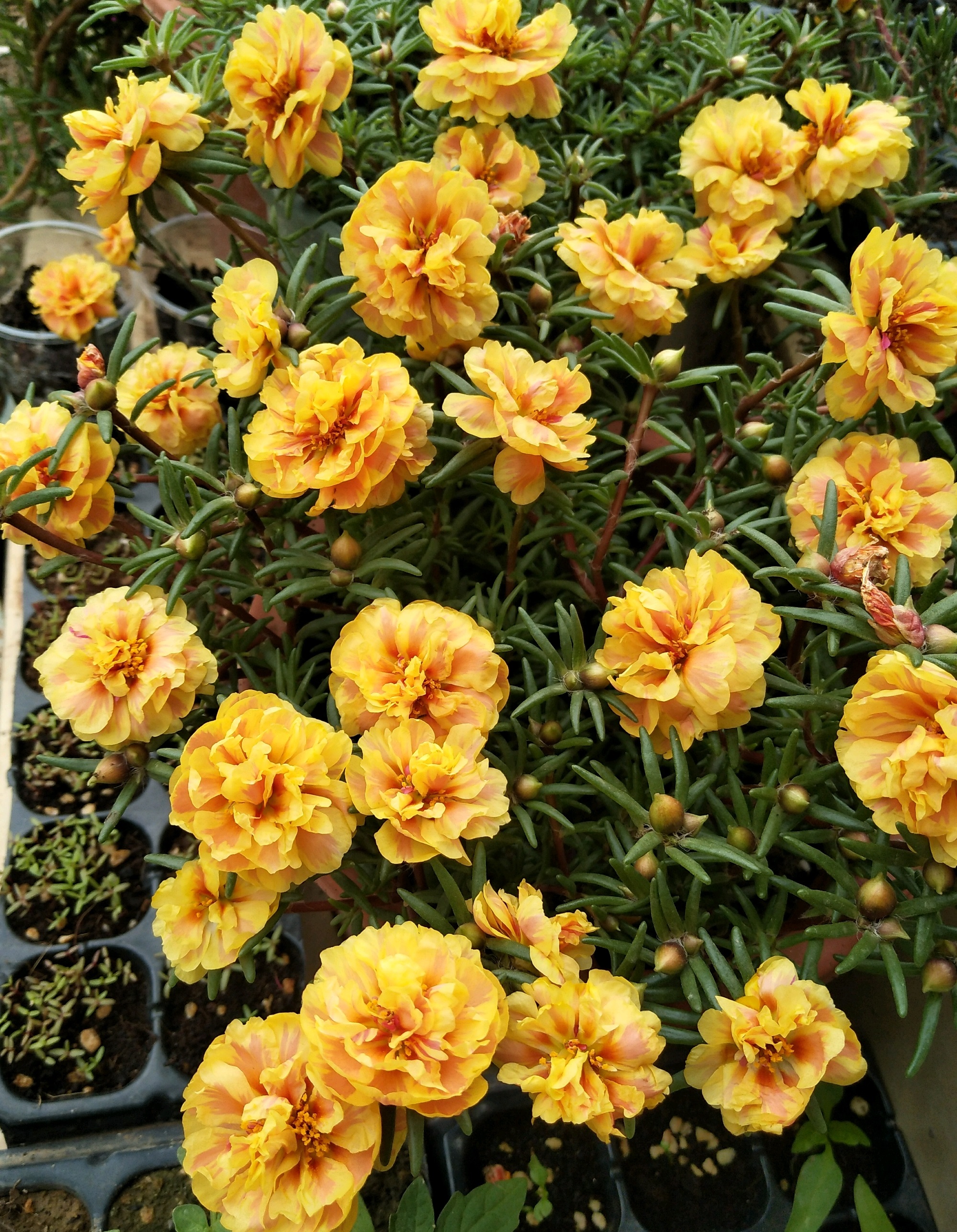 夏季养花，养棵“橙芙蓉”试试，天气越热，花开越美，三季能赏花