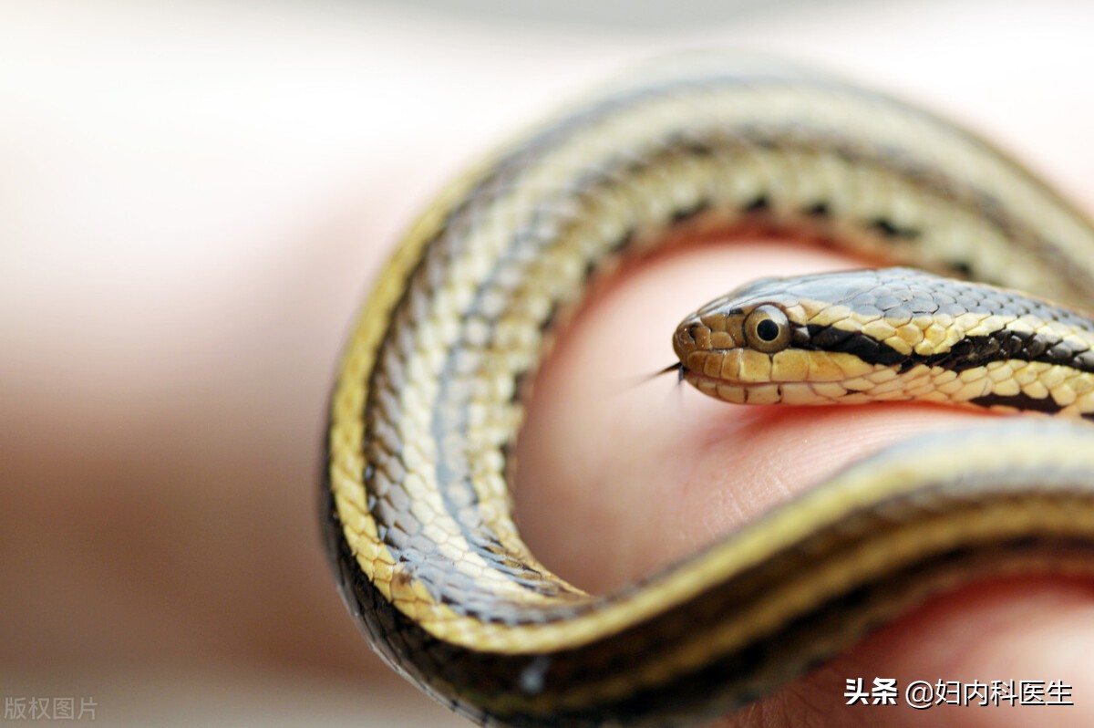 网友被毒蛇咬伤自救,被毒蛇咬伤如何自救原视频