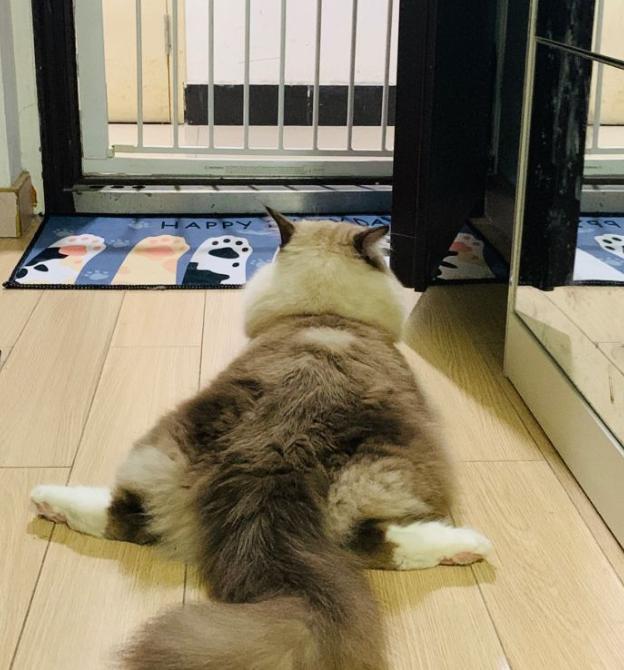 5000元左右的布偶猫怎么样,5000元买布偶猫