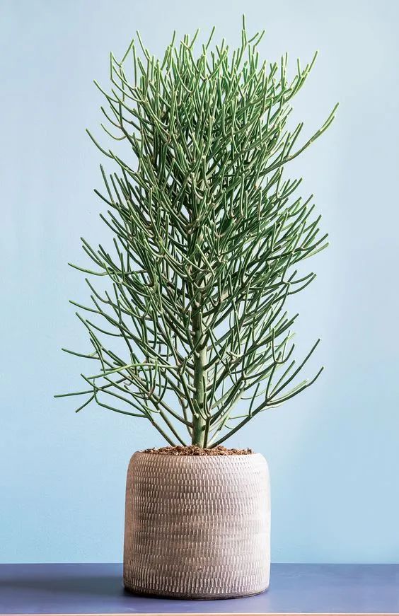 什么花的花语是暗恋又好养,100种常见干花的花语