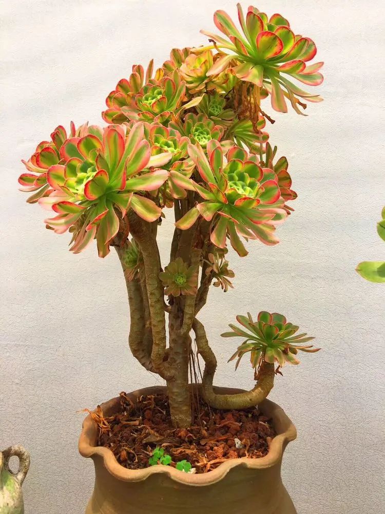 冬去春来，愿你无恙，疫情退去，养肉依旧！