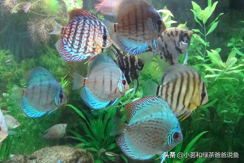 观赏鱼的种类和名字大全,观赏鱼种类大全100种