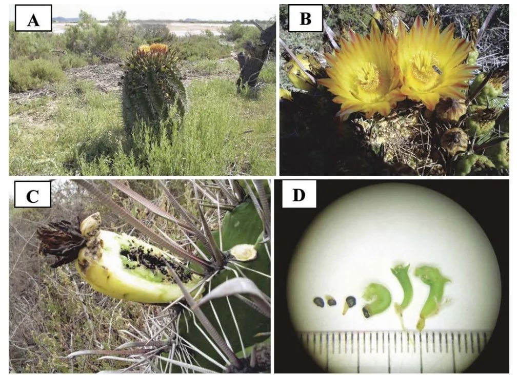 当别的种子匆匆离家,这些种子却在妈妈身上发芽