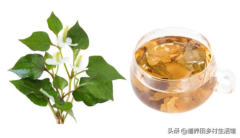 折耳根不好吃,折耳根不新鲜