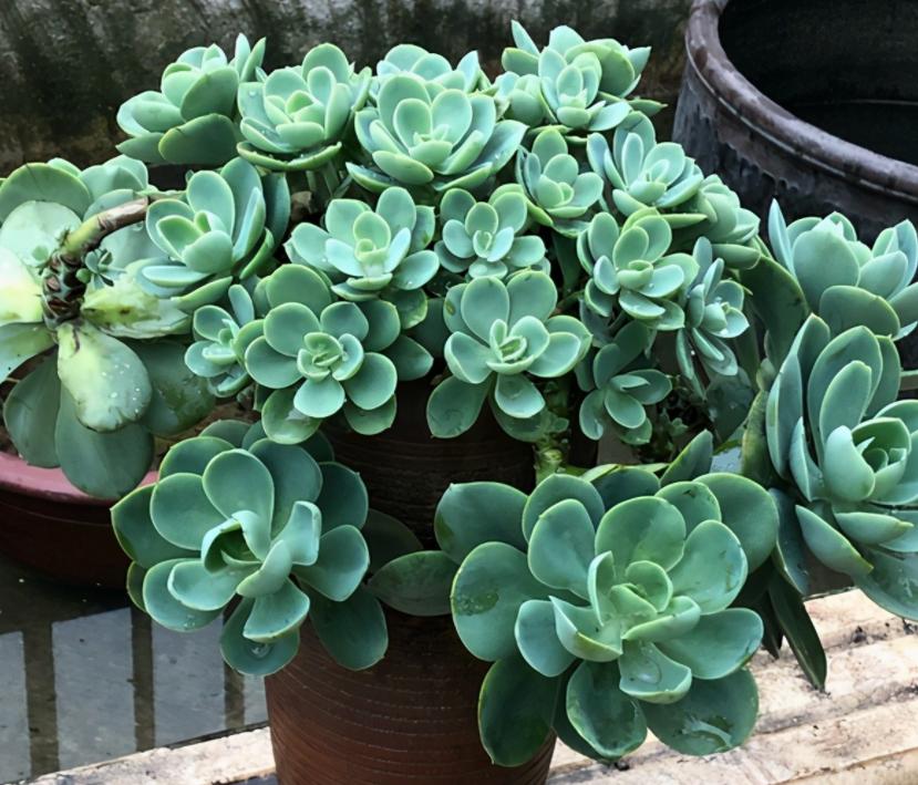 冬天太冷如何养多肉花卉,冬天天冷绿植不能浇水怎么办