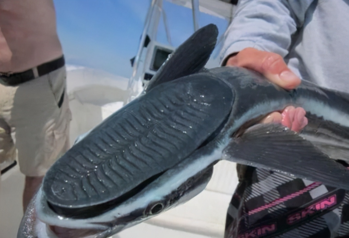 敢在鲨鱼背上撒野的吸盘鱼,曾被当做“猎鱼”,最爱搭顺风车周游