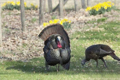 火鸡到底好吃还是难吃,火鸡有多少种吃法