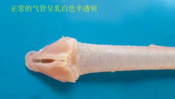 家禽常见疾病及检测方法书籍,家禽疾病如何检测