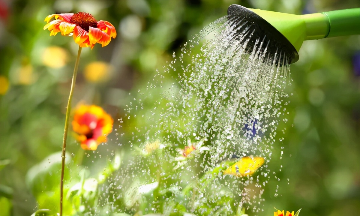 夏季花草脱水怎么治,植物脱水的补救方法