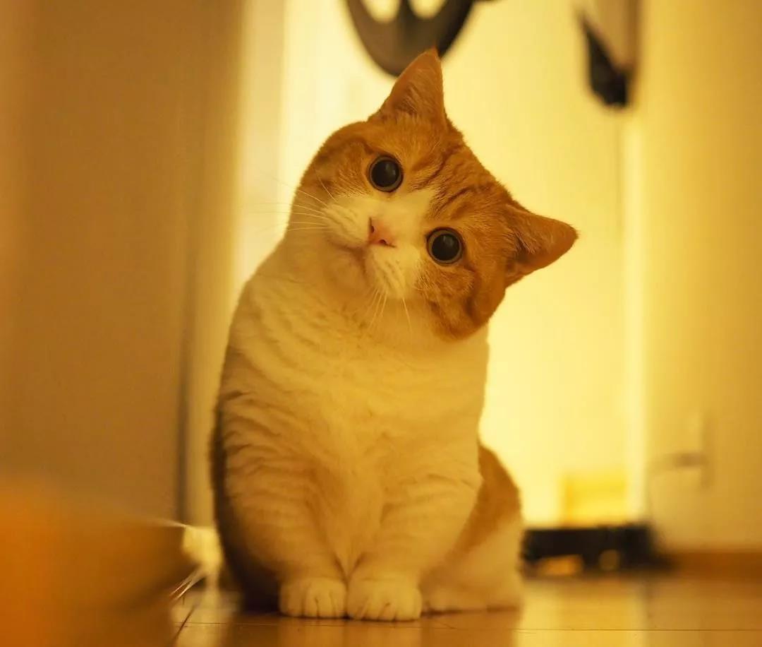 猫咪兄妹萌翻全场,短腿猫咪兄妹