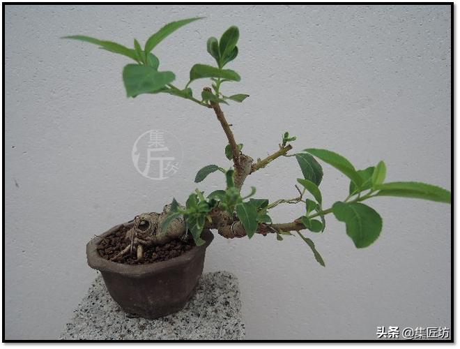 连翘盆景的养护,连翘迎春花盆景养殖方法