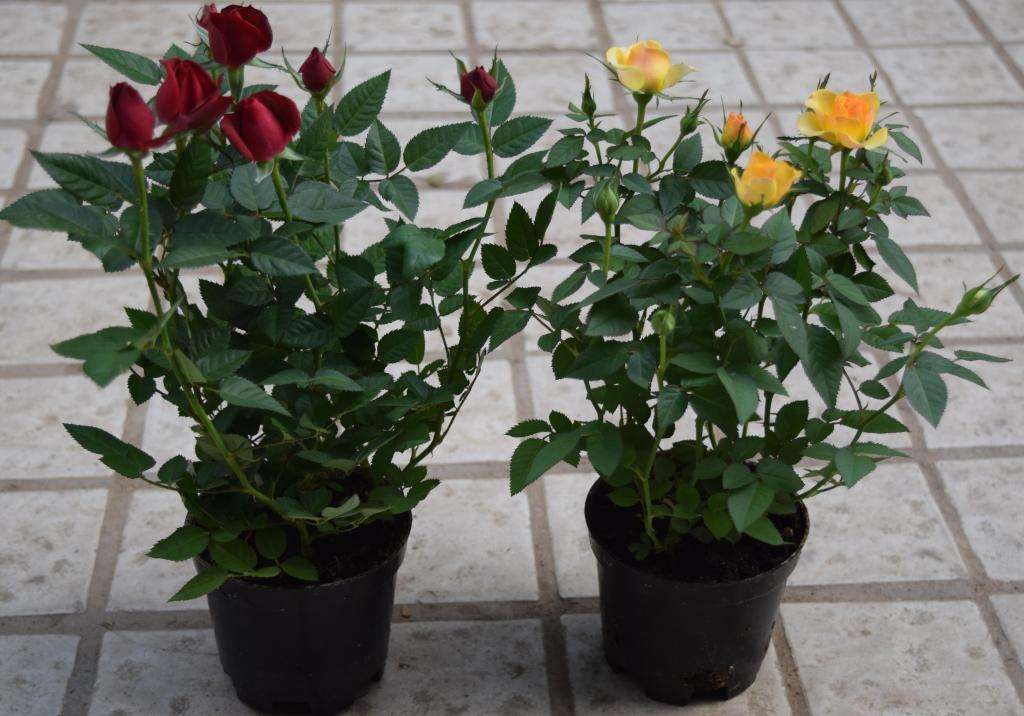 买到激素花苗怎么养,月季花买到激素苗了怎么整