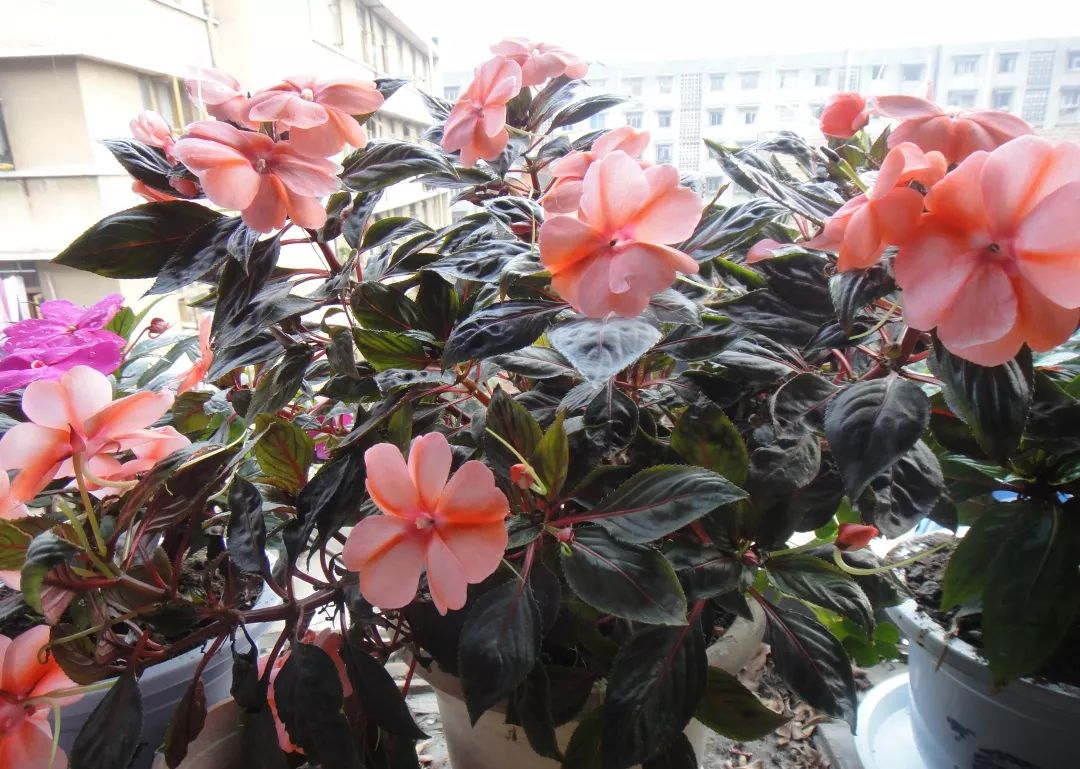 我准备在阳台种一盆非洲凤仙，谁知种着种着成了一阳台凤仙花