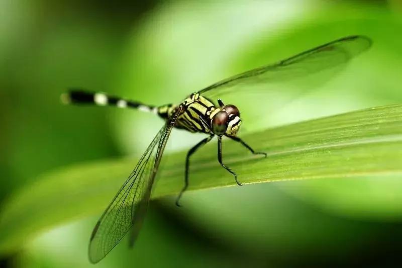 自贡有哪些稀有动物,自贡有哪些小动物