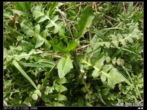 农村身边常见中草药不要错过这些宝贝！