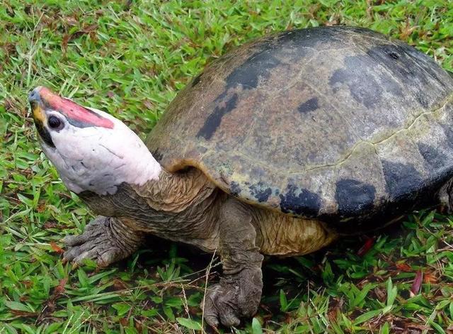 岁月是把杀猪刀？龟的成长中谁的变化大