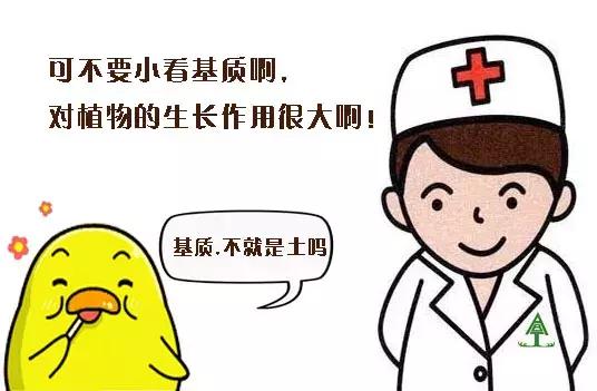 abt育苗技术,abt种植体系