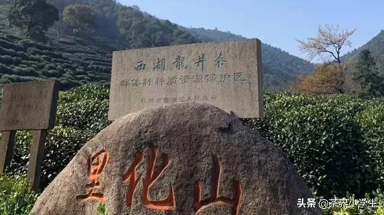 买西湖龙井去茶叶市场还是茶农买,从茶农手里买西湖龙井多少钱一斤