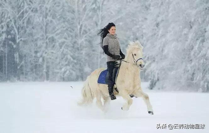 必备的马术知识,马术能不能速成