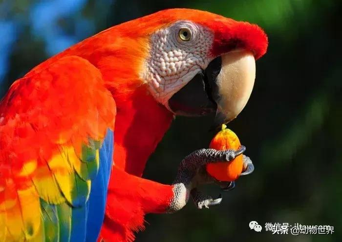 飞翔的彩虹鸟,飞翔的鹦鹉绿幕素材